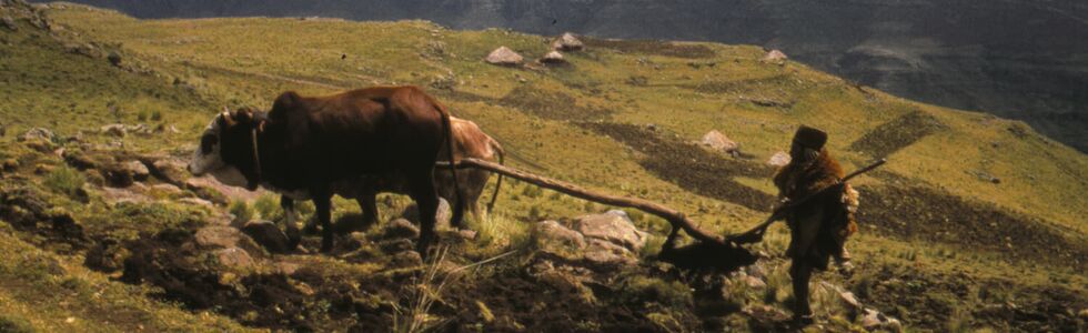Ochsengespann mit Pflug